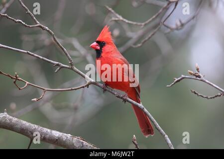 Eine helle rote Männchen nördlichen Kardinal hocken in einem Wald im Winter Stockfoto