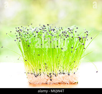 Bündel von Knoblauch Schnittlauch Stockfoto