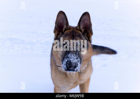 Hund osteuropäischen Hirt mit schneebedeckten Nase in die Kamera closeup auf einem Schnee Hintergrund Stockfoto