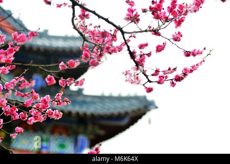 Nanjin, Nanjin, China. 5 Mär, 2018. Nanjing, China - 3. März 2018: Die blühenden Pflaumen Blumen viele Touristen an der Pflaume Hill in Nanjing in der Provinz Jiangsu im Osten Chinas gewinnen. Credit: SIPA Asien/ZUMA Draht/Alamy leben Nachrichten Stockfoto