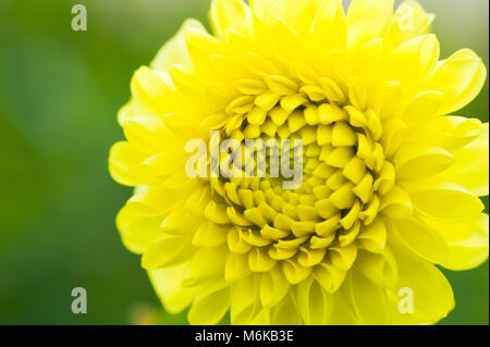 Chengdu Chengdu, China. 5 Mär, 2018. Chengdu, China - März 2018: Dahlia Blumen in voller Blüte in Chengdu, Provinz Sichuan im Südwesten Chinas. Credit: SIPA Asien/ZUMA Draht/Alamy leben Nachrichten Stockfoto