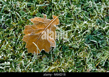 Frosty Blatt auf dem Gras kontrastierenden solitären Frosty brown Blatt gegen die eisige grüne Gras. Stockfoto