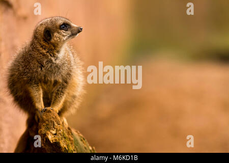 Erdmännchen (Suricata suricatta) sitzt auf einem log Blick nach rechts, ist auf einen Blick Aufgaben. Stockfoto