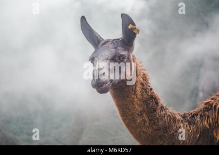 Klug-suchen Guanako sieht wissentlich durch den morgennebel von Machu Picchu Stockfoto