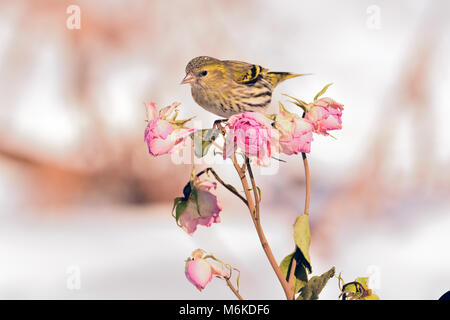 Kleine eurasian siskin (Spinus spinus) sitzt auf einer Blume Zweig mit Knospen (als Illustration des Spring Festival). Stockfoto