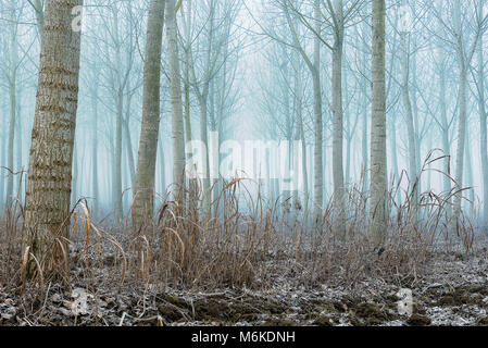 Winter Tessin riverbanks Landschaften Stockfoto