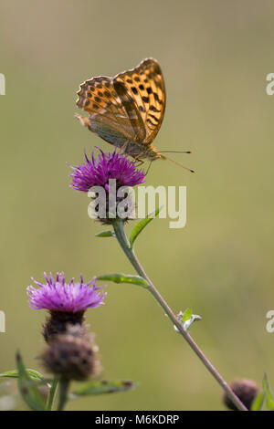 Silber - gewaschen Fritillaryschmetterling (Ceriagrion tenellum) Ernährung auf einer flockenblume Blume (vertikal), Worcestershire, Juli Stockfoto