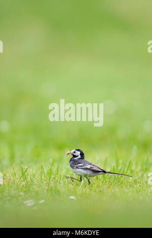 Pied Bachstelze (Motacilla alba Yarrelli) Futter für Insekten auf einem Rasen. Worcestershire, Juni 2009. Stockfoto