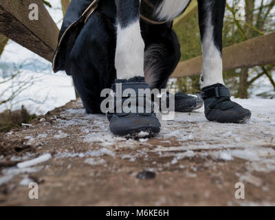 UK Wetter: ein Kurzhaariger Border Collie Hund tragen Sie eine Schicht&Snow boots ihr Pads & Pfoten aus dem kalten Eis, Grit & Salz bei einem Spaziergang in der Nähe von Ashb zu schützen. Stockfoto