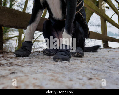 UK Wetter: ein Kurzhaariger Border Collie Hund tragen Sie eine Schicht&Snow boots ihr Pads & Pfoten aus dem kalten Eis, Grit & Salz bei einem Spaziergang in der Nähe von Ashb zu schützen. Stockfoto