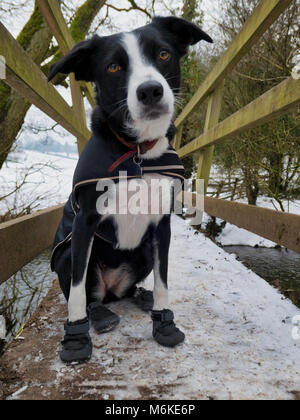 UK Wetter: ein Kurzhaariger Border Collie Hund tragen Sie eine Schicht&Snow boots ihr Pads & Pfoten aus dem kalten Eis, Grit & Salz bei einem Spaziergang in der Nähe von Ashb zu schützen. Stockfoto