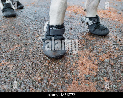 UK Wetter: ein Kurzhaariger Border Collie Hund tragen Sie eine Schicht&Snow boots ihr Pads & Pfoten aus dem kalten Eis, Grit & Salz bei einem Spaziergang in der Nähe von Ashb zu schützen. Stockfoto