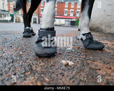 UK Wetter: ein Kurzhaariger Border Collie Hund tragen Sie eine Schicht&Snow boots ihr Pads & Pfoten aus dem kalten Eis, Grit & Salz bei einem Spaziergang in der Nähe von Ashb zu schützen. Stockfoto