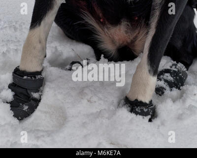 UK Wetter: ein Kurzhaariger Border Collie Hund tragen Sie eine Schicht&Snow boots ihr Pads & Pfoten aus dem kalten Eis, Grit & Salz bei einem Spaziergang in der Nähe von Ashb zu schützen. Stockfoto