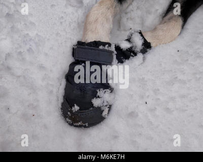 UK Wetter: ein Kurzhaariger Border Collie Hund tragen Sie eine Schicht&Snow boots ihr Pads & Pfoten aus dem kalten Eis, Grit & Salz bei einem Spaziergang in der Nähe von Ashb zu schützen. Stockfoto