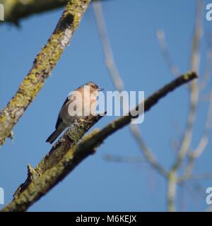 Männchen Buchfink (Fringilla coelebs) auf einer Flechte bedeckt Zweig vor blauem Himmel thront. Bowling Green Marsh, Bath, South Devon, Großbritannien. Stockfoto