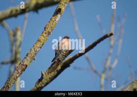 Männchen Buchfink (Fringilla coelebs) auf einer Flechte bedeckt Zweig vor blauem Himmel thront. Bowling Green Marsh, Bath, South Devon, Großbritannien. Stockfoto