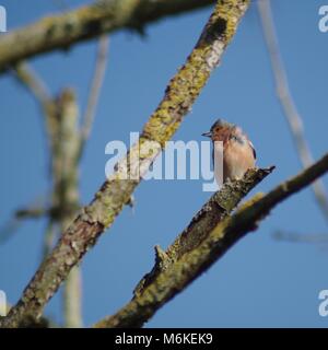 Männchen Buchfink (Fringilla coelebs) auf einer Flechte bedeckt Zweig vor blauem Himmel thront. Bowling Green Marsh, Bath, South Devon, Großbritannien. Stockfoto