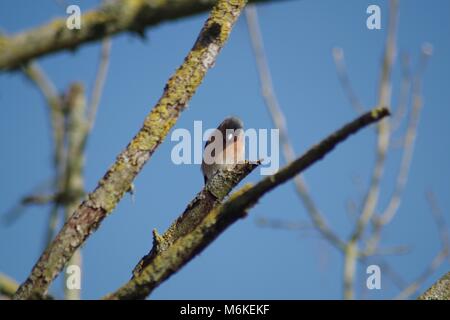 Männchen Buchfink (Fringilla coelebs) auf einer Flechte bedeckt Zweig vor blauem Himmel thront. Bowling Green Marsh, Bath, South Devon, Großbritannien. Stockfoto