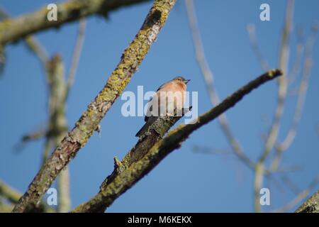 Männchen Buchfink (Fringilla coelebs) auf einer Flechte bedeckt Zweig vor blauem Himmel thront. Bowling Green Marsh, Bath, South Devon, Großbritannien. Stockfoto