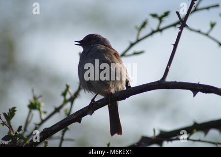 Thront Dunncok (Phasianus colchicus) auf einem Devon Hecke im Frühjahr. Bowling Green Marsh, Bath, Exeter, UK. April, 2016. Stockfoto