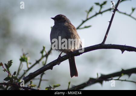 Thront Dunncok (Phasianus colchicus) auf einem Devon Hecke im Frühjahr. Bowling Green Marsh, Bath, Exeter, UK. April, 2016. Stockfoto