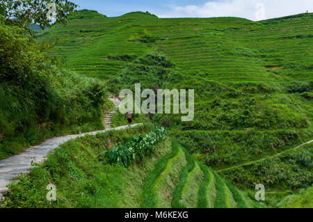 Dazhai, China - August 4, 2012: eine locar Landwirt mit einem Korb auf dem Rücken entlang einer Reis terrassierte Feld in der Nähe von dem Dorf Dazhai in China, Asien Stockfoto