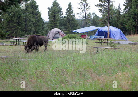 Bridge Bay Campground. Bridge Bay Camping site; Stockfoto