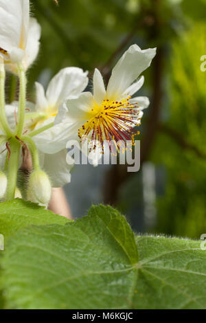 Auffällige Kap lieferbar Rose Blume, ein Eingeborener von Afrika, hat wunderschöne Staubgefäße. Stockfoto