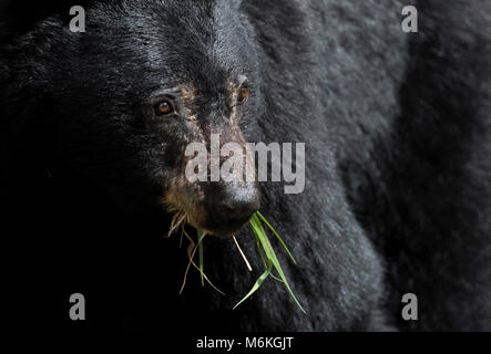 Schwarzer Bär. Schwarzer Bär essen Gras entlang der Straße auf Blacktail Rotwild Plateau; Stockfoto