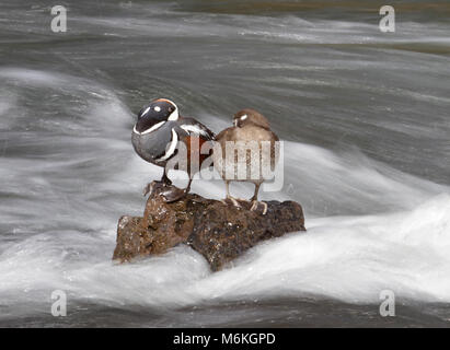 Harlekin Enten. Harlekin Enten auf den Yellowstone River. Stockfoto