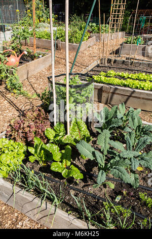 Spring Garden von over-Wintered dino Kohl, Zwiebeln, helle Lichter Mangold, sowie neue Saison Möhren, Salat und Kartoffeln Stockfoto