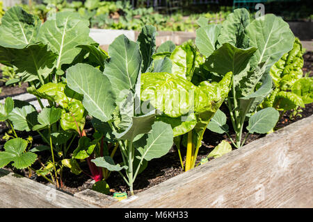 Frühling Garten von over-wintered Georgien Hybrid Collard und helles Licht Mangold. Stockfoto