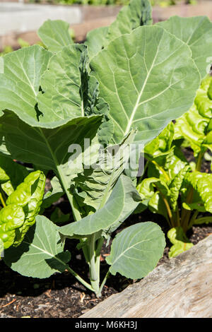 Frühling Garten von over-wintered Georgien Hybrid Collard und helles Licht Mangold. Stockfoto