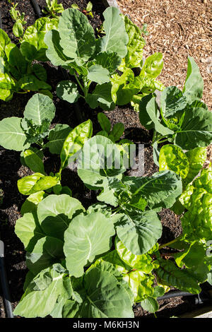 Frühling Garten von over-wintered Georgien Hybrid Collard und helles Licht Mangold. Stockfoto