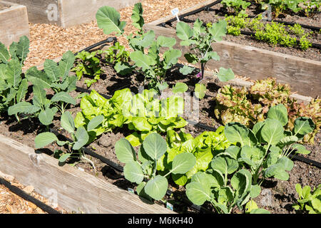 Frühling Garten von over-wintered Georgien Hybrid Collard, helle Lichter Mangold und Salat. Stockfoto