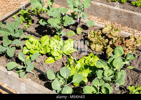 Frühling Garten von over-wintered Georgien Hybrid Collard, helle Lichter Mangold und Salat. Stockfoto