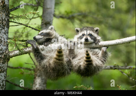 Zwei gemeinsame Waschbären (Procyon Lotor) Prekär greifen einen Zweig auf einen Baum. Bozeman, Montana, USA. Stockfoto