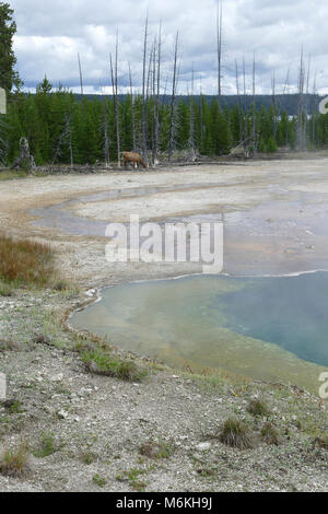 Cow elk bei West Thumb Geyser Basin. Cow elk in West Thumb Geyser Basin; Stockfoto