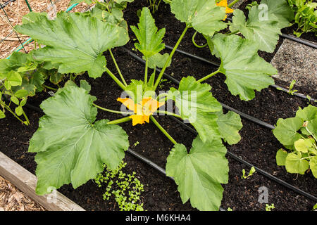 Weibliche squash Blüten wachsen in der Nähe der Mitte der Squash Anlage, Hausbesetzungen niedrig auf stämmigen Stielen Stockfoto