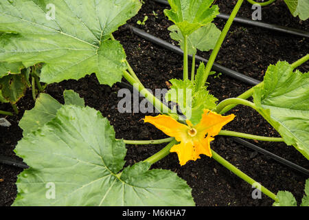 Weibliche squash Blüten wachsen in der Nähe der Mitte der Squash Anlage, Hausbesetzungen niedrig auf stämmigen Stielen Stockfoto