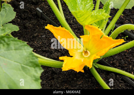 Weibliche squash Blüten wachsen in der Nähe der Mitte der Squash Anlage, Hausbesetzungen niedrig auf stämmigen Stielen Stockfoto