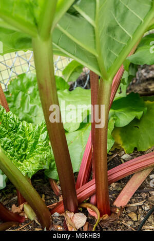 Über-wintered Rhabarber Anlage bereit zu ernten. Stockfoto