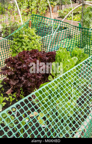 Red Leaf und Römersalat in einem Kunststoff gewachsen eingezäunt angehobener ein Kaninchen vom Essen abzuhalten. Stockfoto