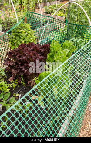 Red Leaf und Römersalat in einem Kunststoff gewachsen eingezäunt angehobener ein Kaninchen vom Essen abzuhalten. Stockfoto