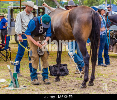 Mann Entfernen der alten Schuh von einem Pferd in der König der Bereiche Pferd beschlagen Wettbewerb in Murrurundi, NSW, Australien, 24. Februar 2018 Stockfoto