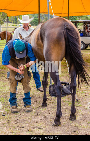 Mann Entfernen der alten Schuh von einem Pferd in der König der Bereiche Pferd beschlagen Wettbewerb in Murrurundi, NSW, Australien, 24. Februar 2018 Stockfoto