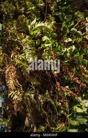 Liana Unkraut flechten Palmzweige Stockfoto