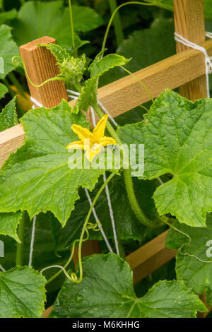 Romanesco Zucchini Anlage. Stockfoto