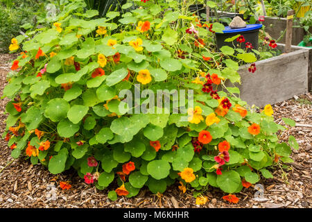 Nasturtiums Überlaufen der angehobenen Gemüsegarten Bett sie gepflanzt wurden. Stockfoto